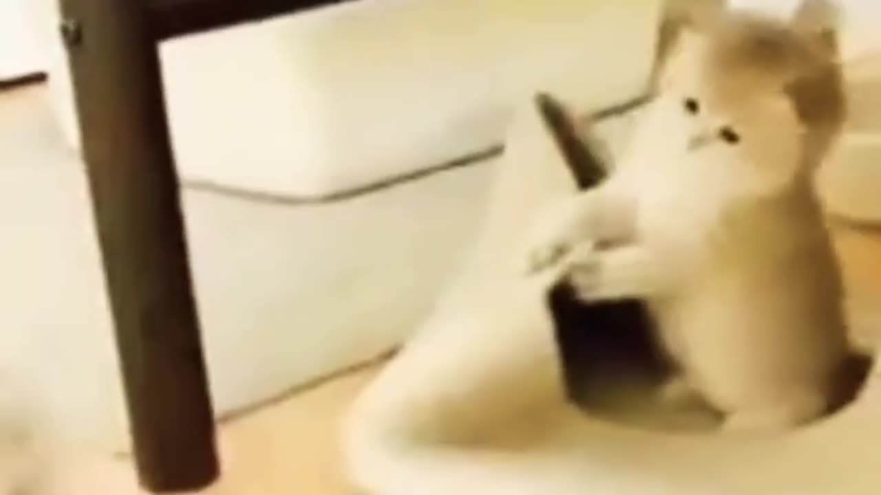Funny cute cats