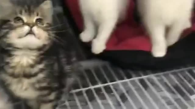 The story of black cat and two white cats