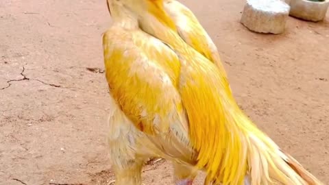 Beautiful animal Bird