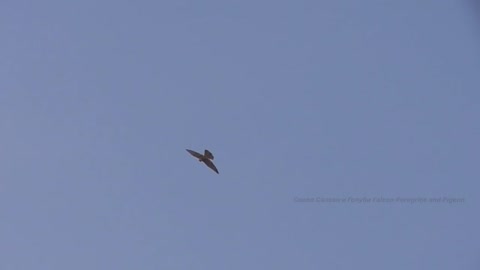 Falcon Peregrine attacking pigeons. Сокол Сапсан нападает на голубей