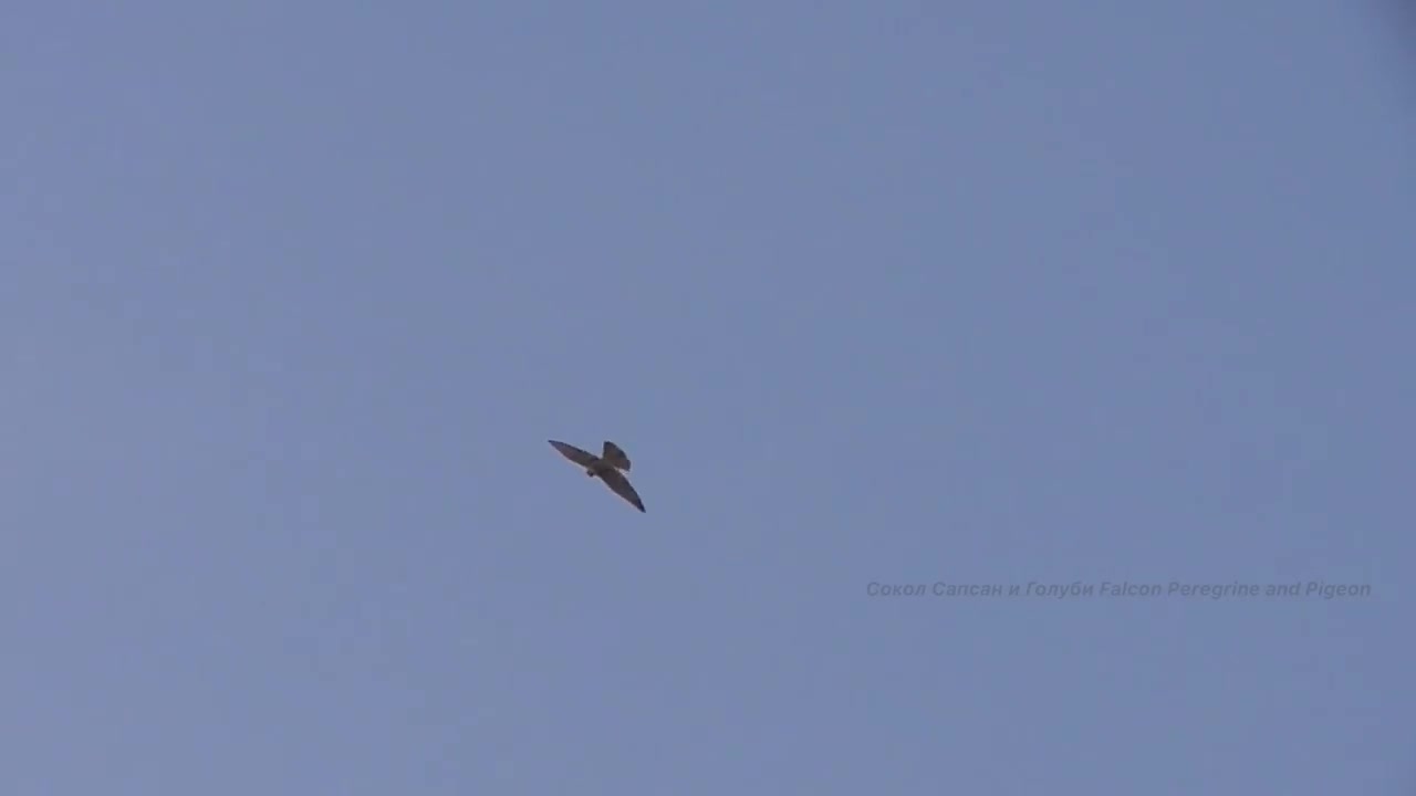 Falcon Peregrine attacking pigeons. Сокол Сапсан нападает на голубей