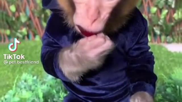 cute monkey