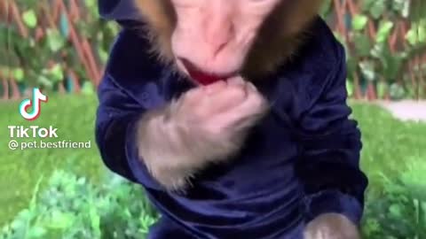 cute monkey