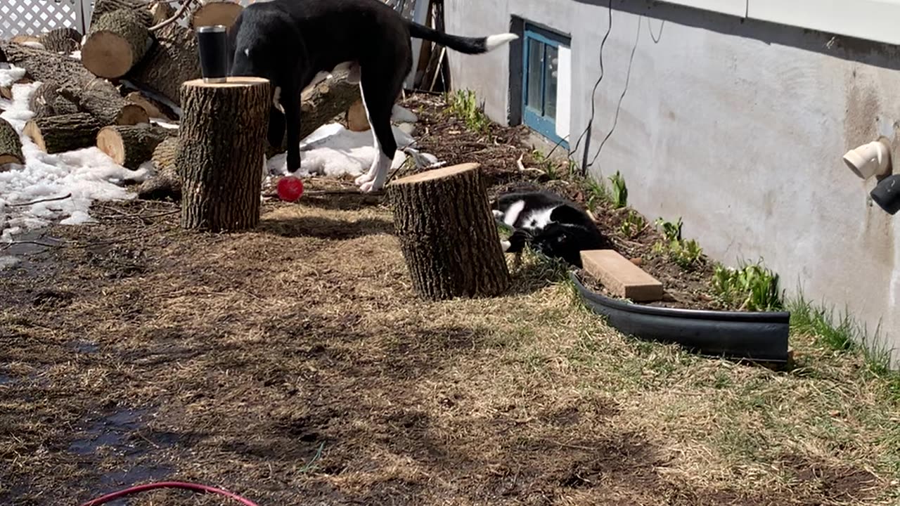 Cat and dog enjoy spring