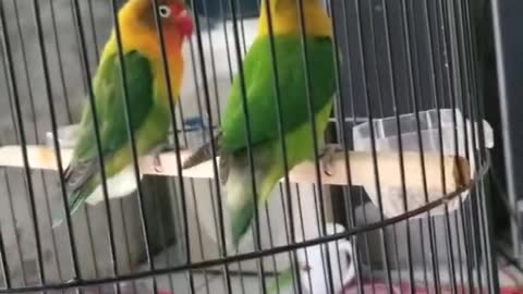 love birds sing sweetly || Love bird