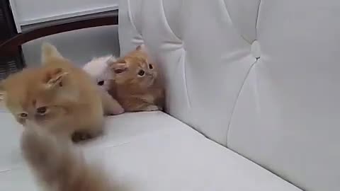 cute and funny cat