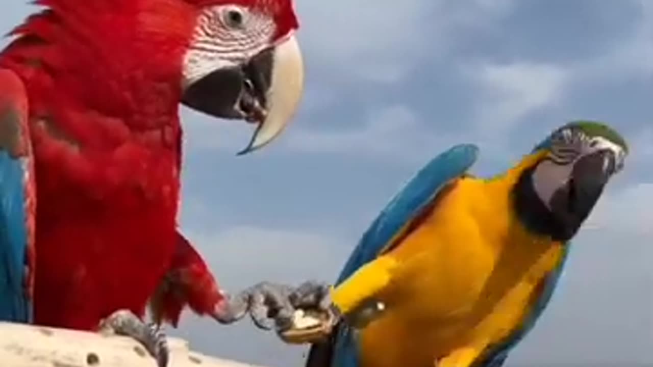 MACAW PARROTS EATING WALLNUTS # SHORTS !!!!