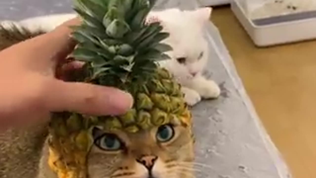 His reaction is like human 🍍🐱