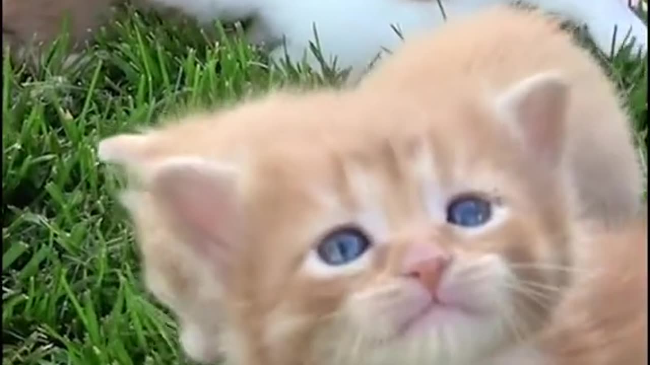 Cute little cat