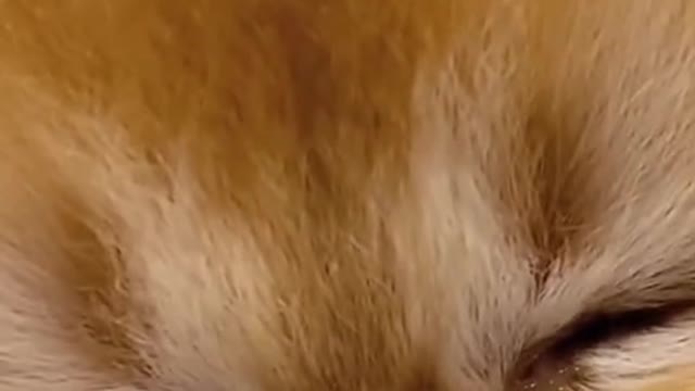 A sad cat 😥😥 - Funny Animals Life