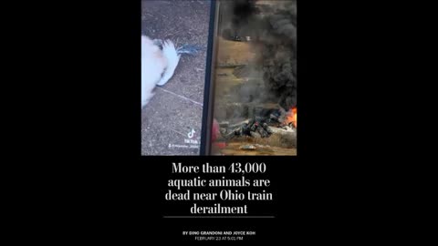 Over 43,000 aquatic animals have died