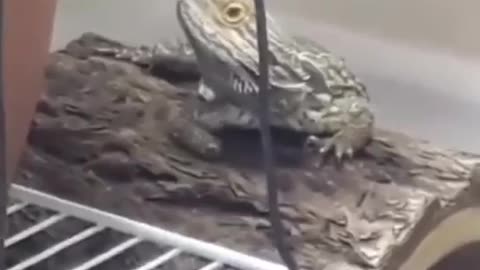 lizard