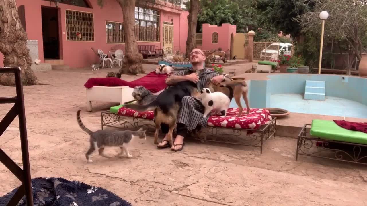 Guy Gets Bombarded With Hugs From Animals At Rescue Centre