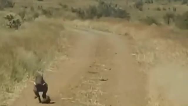 Violent lioness attack on wild pig| it ran a lot but no...