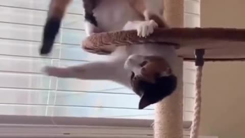 Cat trynig to catch her self