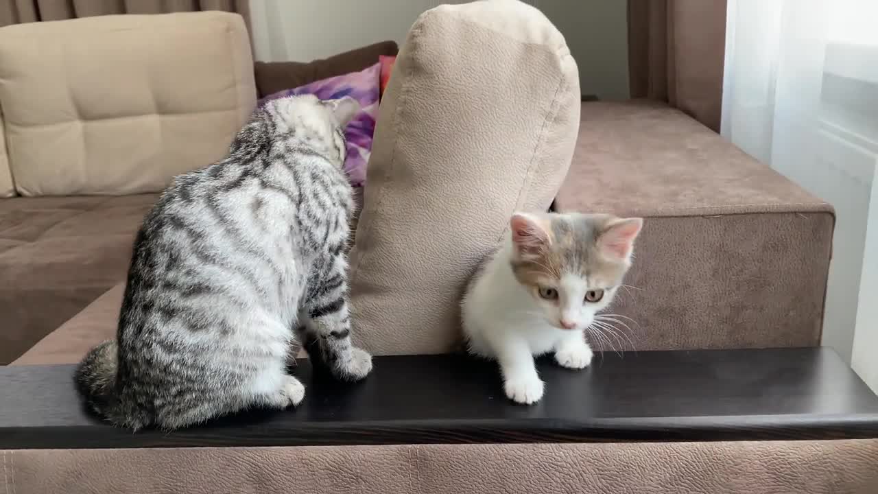 Cute Baby Kittens are Playing for the First Time!