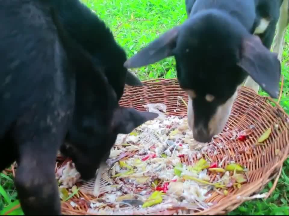 Top One Women Help Wild boar at river - Steaming Fish for dog Eating