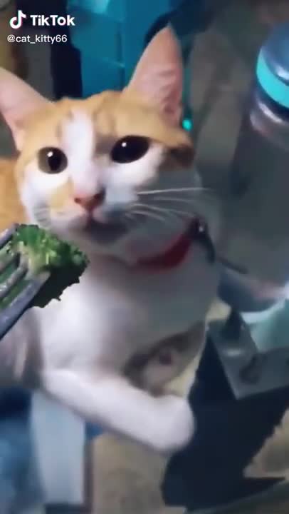 Adorable cat vs vegetables