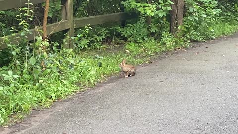 Jack rabbit james garden