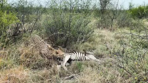 Wildlife photo safari of lifetime in south Africa