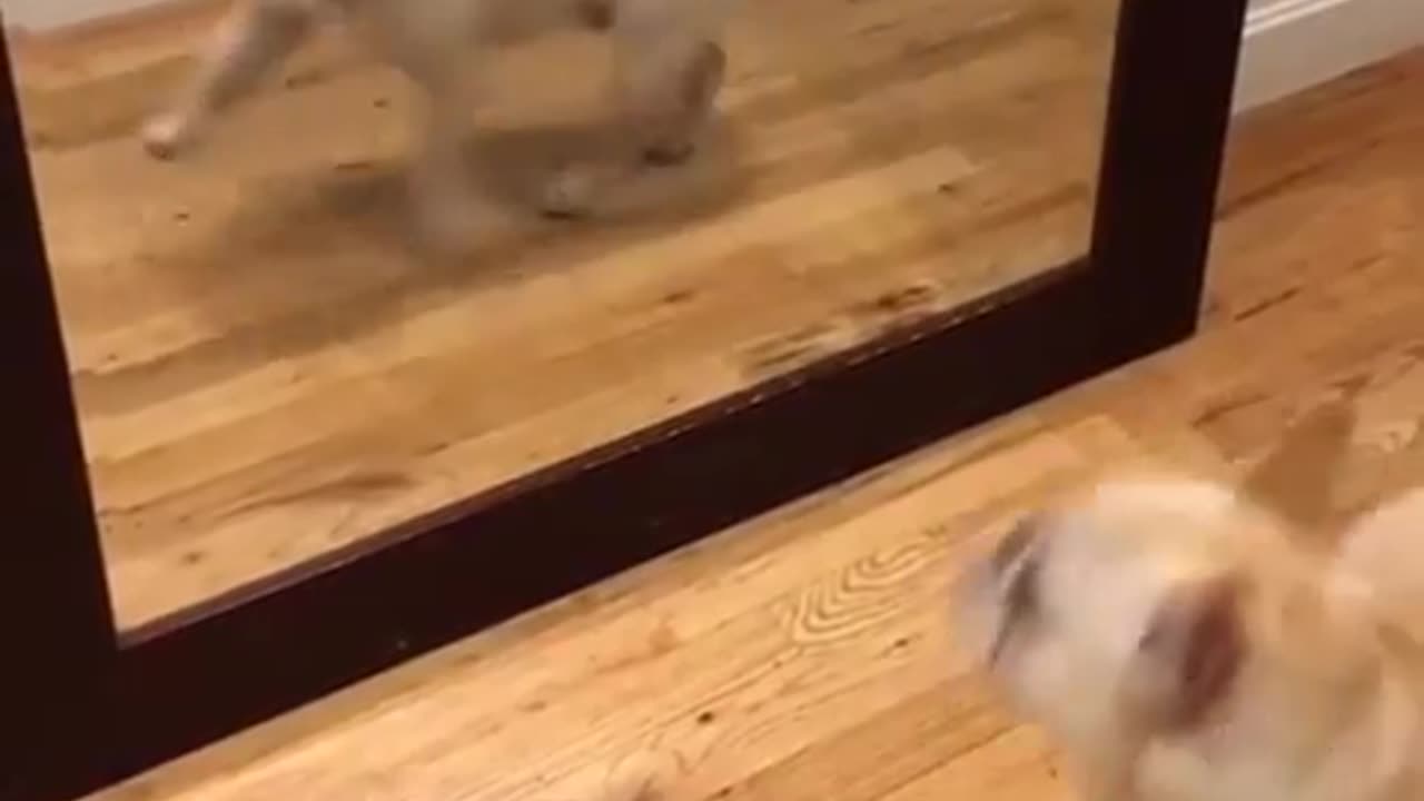 Frenchie