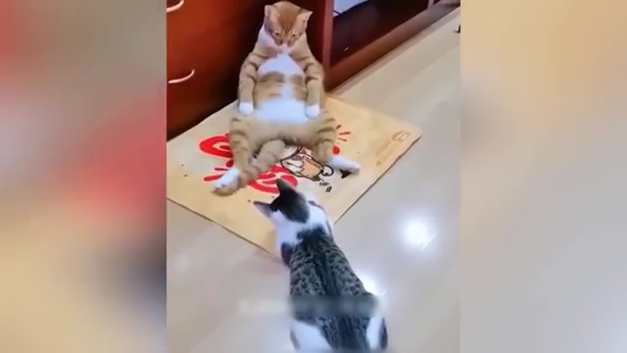 Funny animals 😄😄🤣🤣🤣 moments you laugh and lose