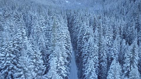 Car Drives in the Snow Through a Forest