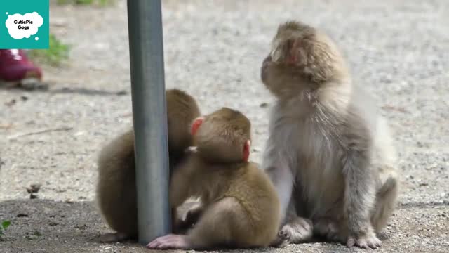 Cute Monkeys Videos Funny - Cute and Funny Monkey Videos Compilation