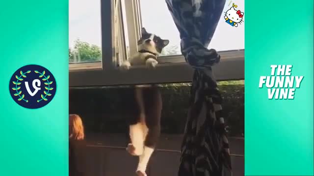 Funny Cats