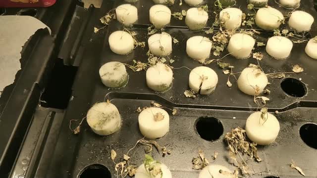 Aeroponic Coriander Fail