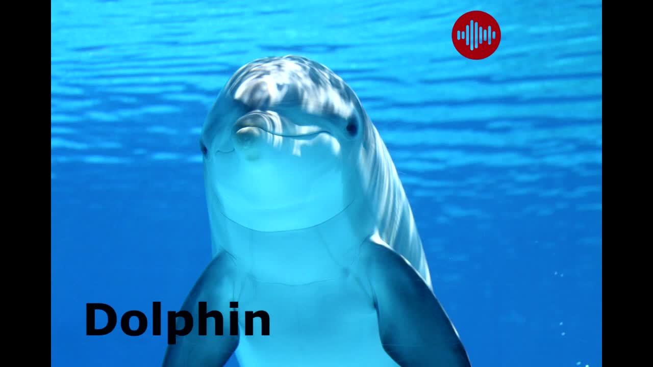 Marine Mammal Sound Effects