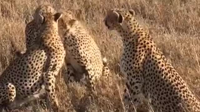 Four Cheetah's Together Enjoying The Moment..