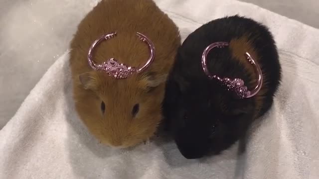 Guinea pigs & dogs go skating