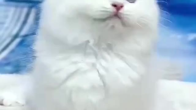 The appearance of a kitten makes people fondle admiringly.