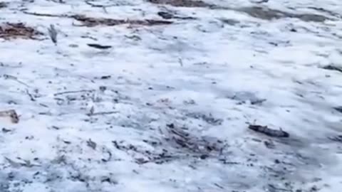 Timon&Pumba find simba
