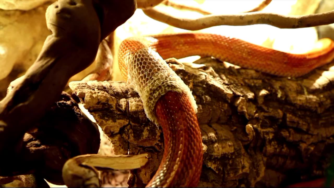 Donald Trump Copperhead Road Cover Song