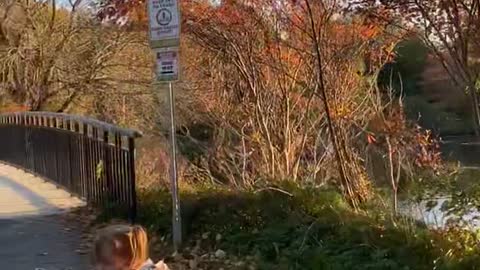 Daughter Escorts Ducks