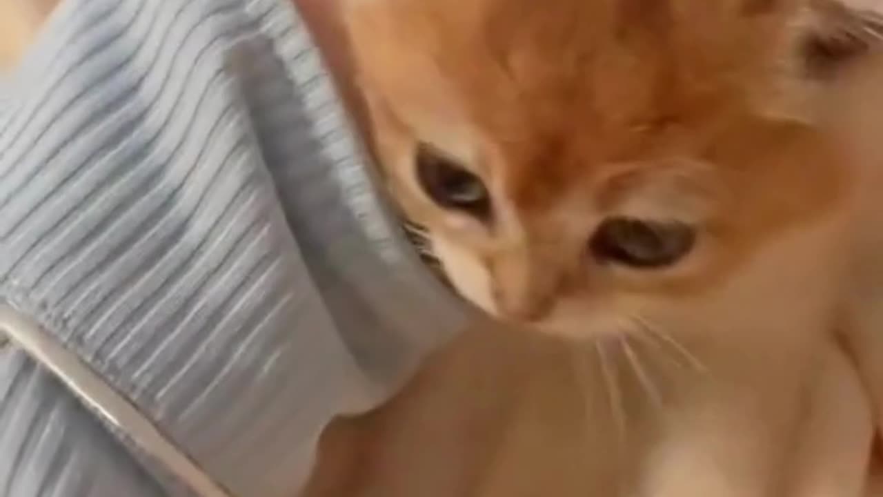 CUTE CAT