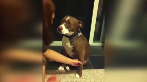 Dog cutting nails