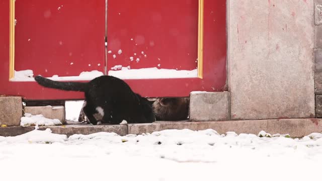 Black cat and red door