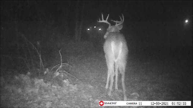 Backyard Trail Cam - Buck and Doe