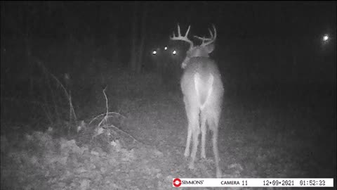 Backyard Trail Cam - Buck and Doe