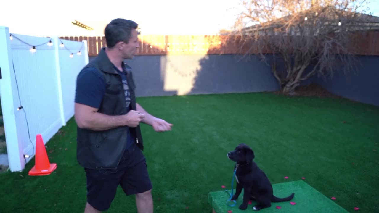 How to train your dog with clicker/American standard dog training