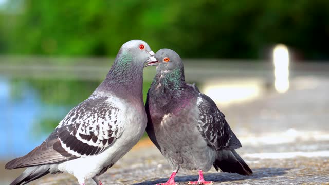 Pigeons love