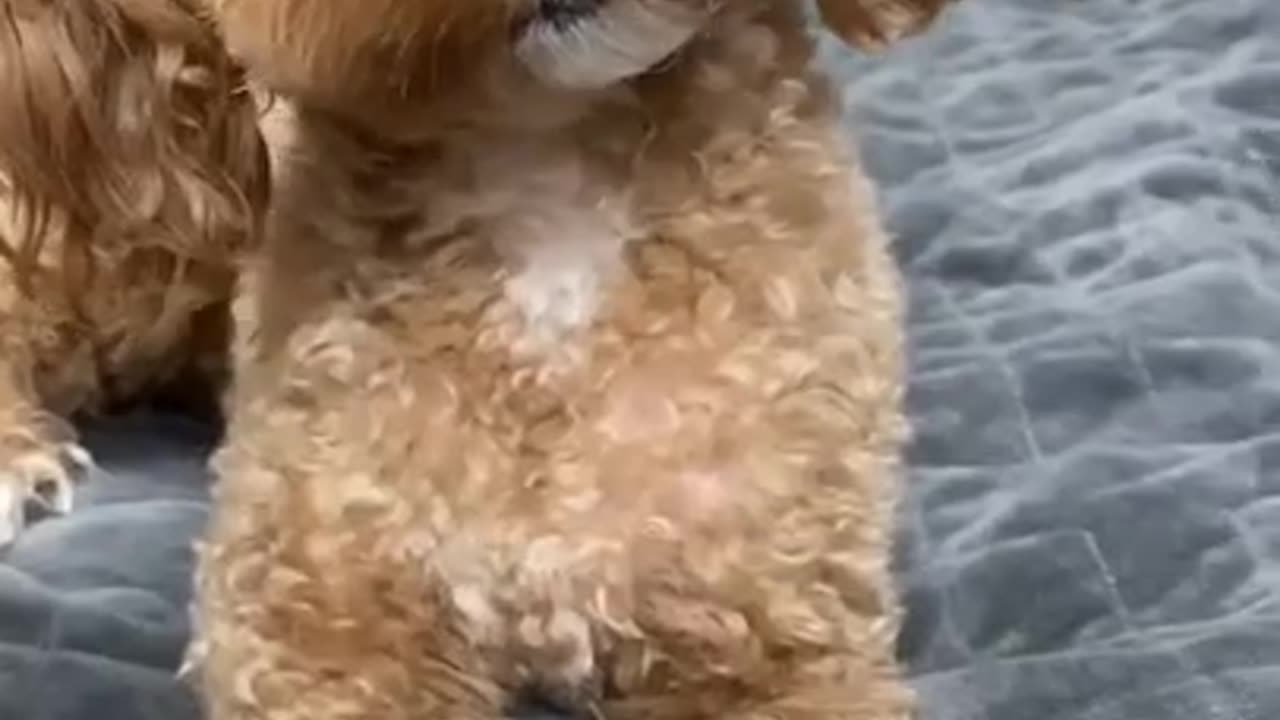 funny Dog Video