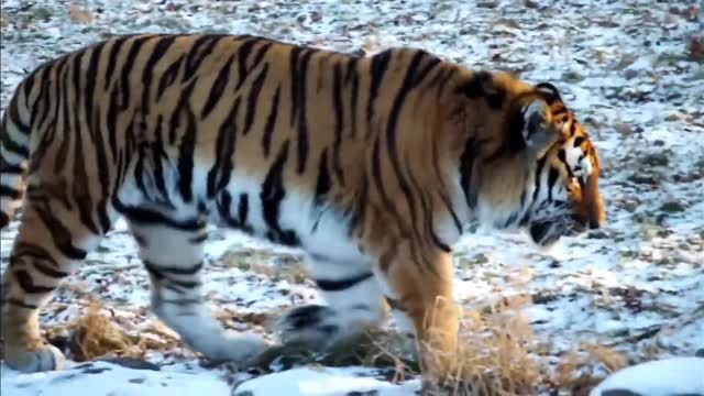 Best Tiger Roar Sound & Growling in Forest #Latest Video Full HD