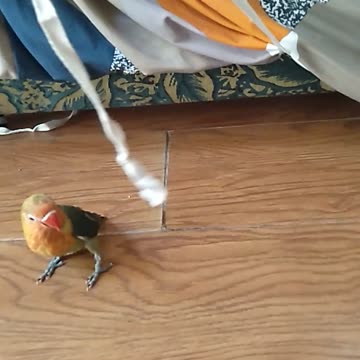 African lovers playing time