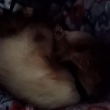 Ferret dreaming of waving to you!