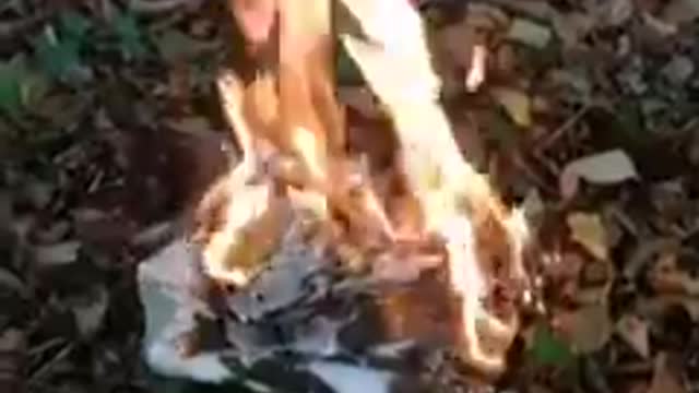 2020 voter fraud burning Trump votes