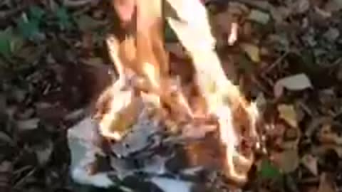 2020 voter fraud burning Trump votes